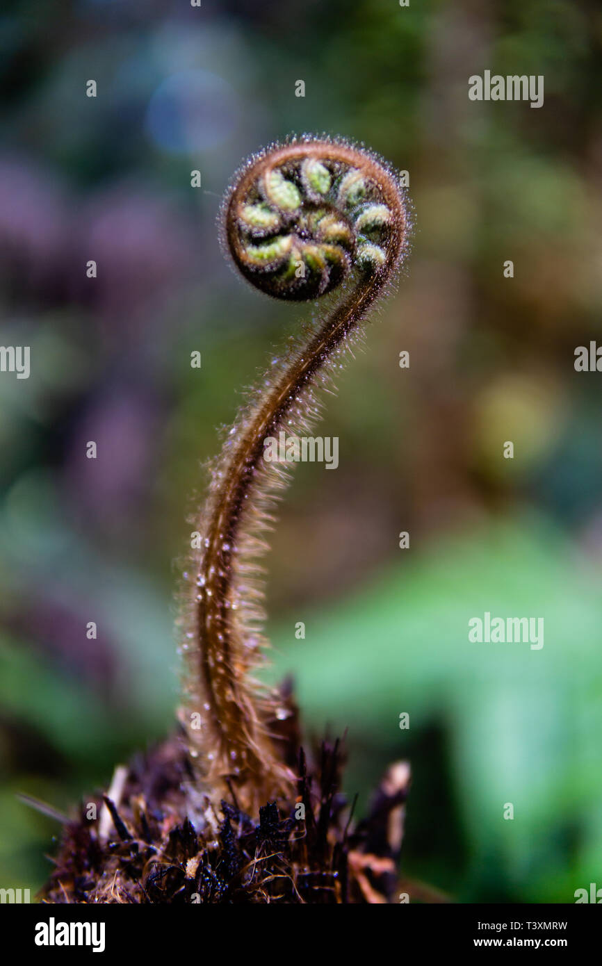 Eine frische neue Silver Fern Blatt nur zu öffnen, in einem Wald auf der Südinsel von Neuseeland geschossen Stockfoto