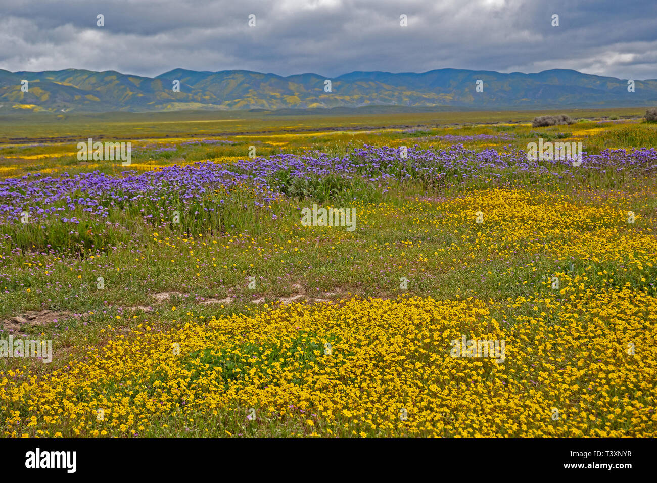 Super Blüte in Carrizo Plain, Kalifornien Stockfoto
