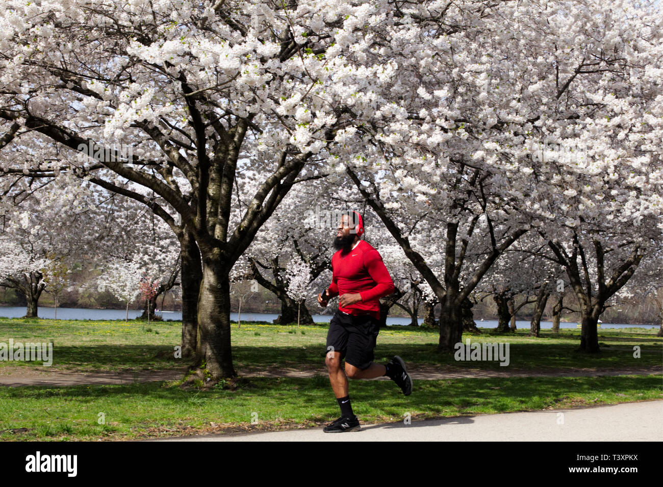 Philadelphia, PA, USA - April 9, 2019: An African American man joggt Vergangenheit Kirschblüten im Peak bloom auf einem frühen Frühling Morgen. Stockfoto