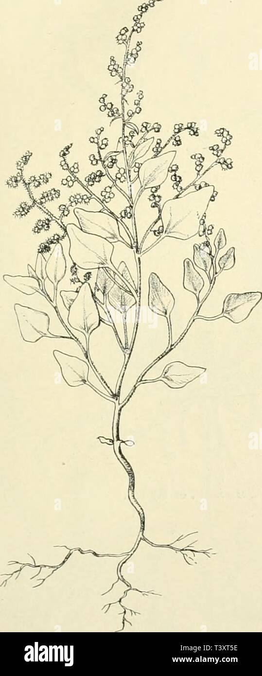Archiv Bild ab Seite 160 der Pflanzenwelt der peruanischen Anden sterben. Pflanzenwelt der peruanischen Anden in Grundzügen dargestellt, Stand diepflanzenweltd 00 webe sterben jedes Jahr: 1911 I. Abschnitt. 3. Kapitel. Lomazone sterben. 135 legenen Gebieten der peruanischen Anden grasbewachsene Bergrücken als Lomas. Der lomaformation Küste tritt im Norden der Zone, zwischen dem 8. und 11. Breitengrade, wahrscheinlich nicht alljährlich ins Leben. Ihre Ausdehnung unterliegt aber auch um Lima und Mollendo erheblichen, von Stockfoto