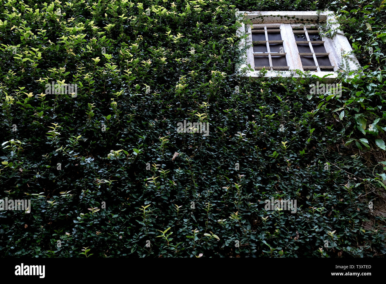 Haus bedeckt mit grünem Efeu natürlichen Hintergrund. Stockfoto