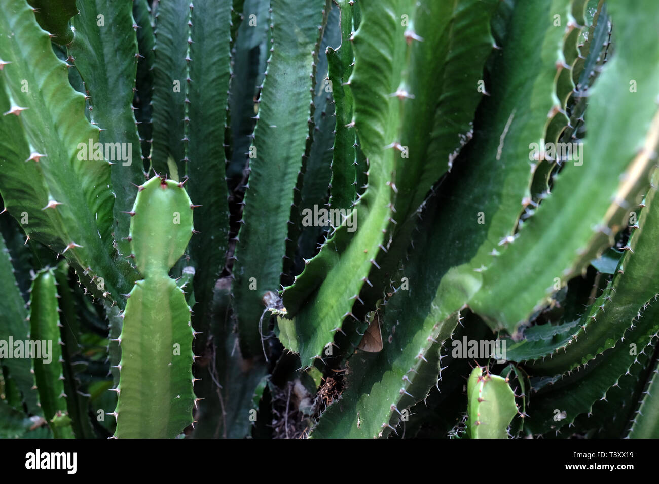 Grüne San Pedro Kaktus. Grünen Kaktus closeup. dornige schnell wachsenden sechseckige Form Kakteen ganz nah in der Wüste gefangen. Stockfoto