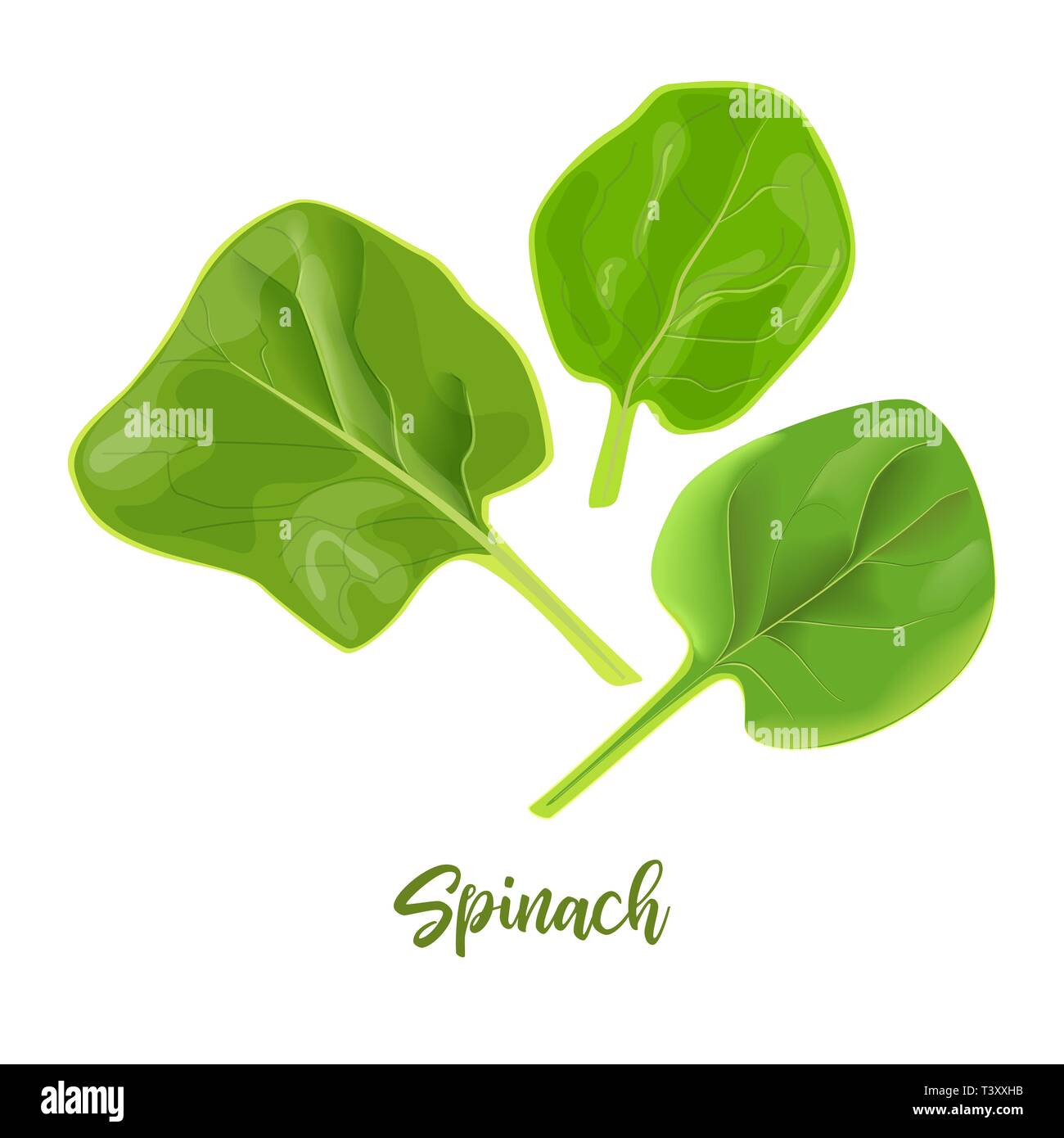 Spinat Frische saftige rohe Blätter in der Nähe von weißen isoliert. Gesunde Ernährung, Vegetarische Kost, Frühling Sommer Gemüse und Gewürze. Stock Vektor