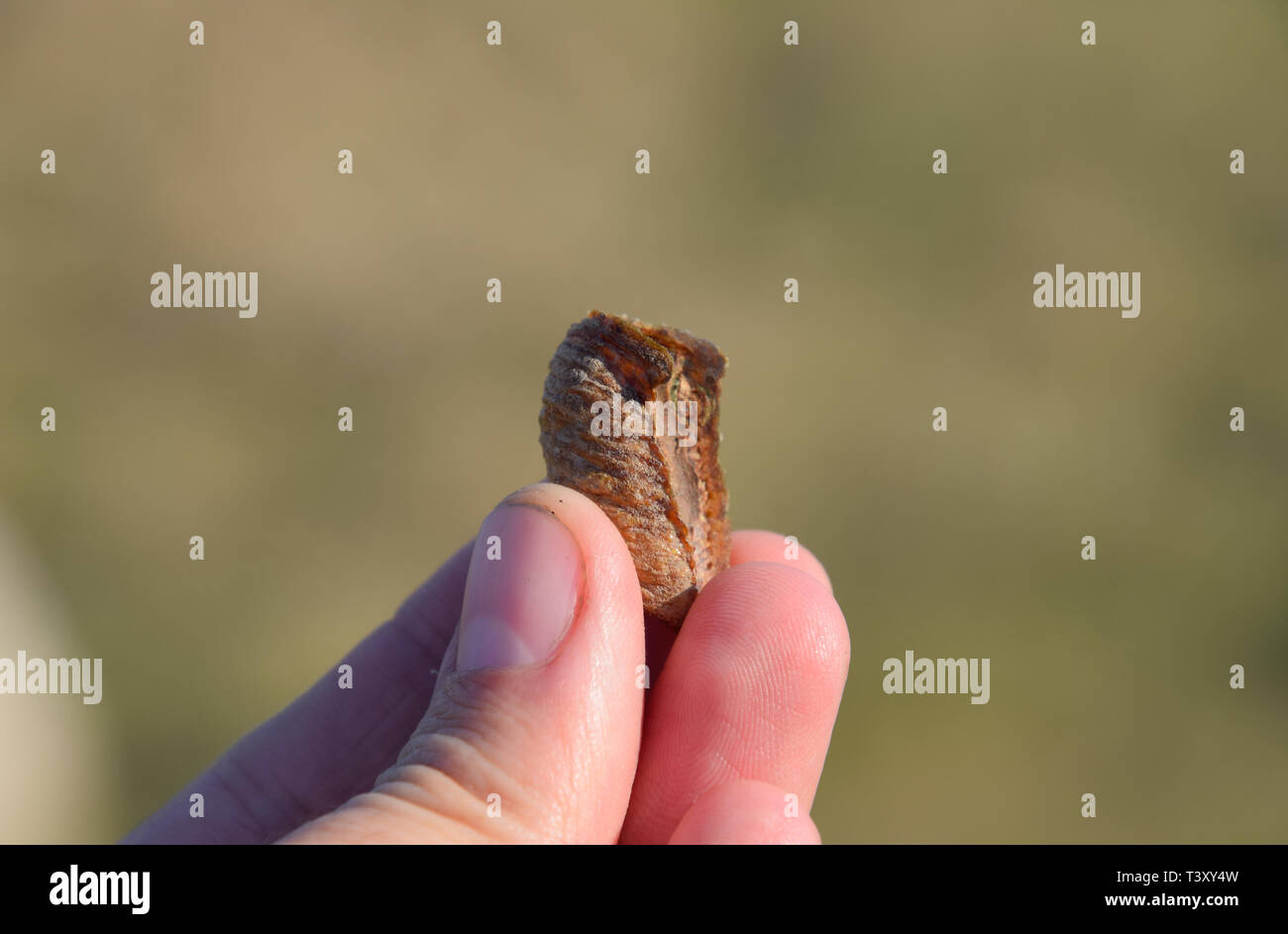Schaum Kokon Stockfotos Und Bilder Kaufen Alamy