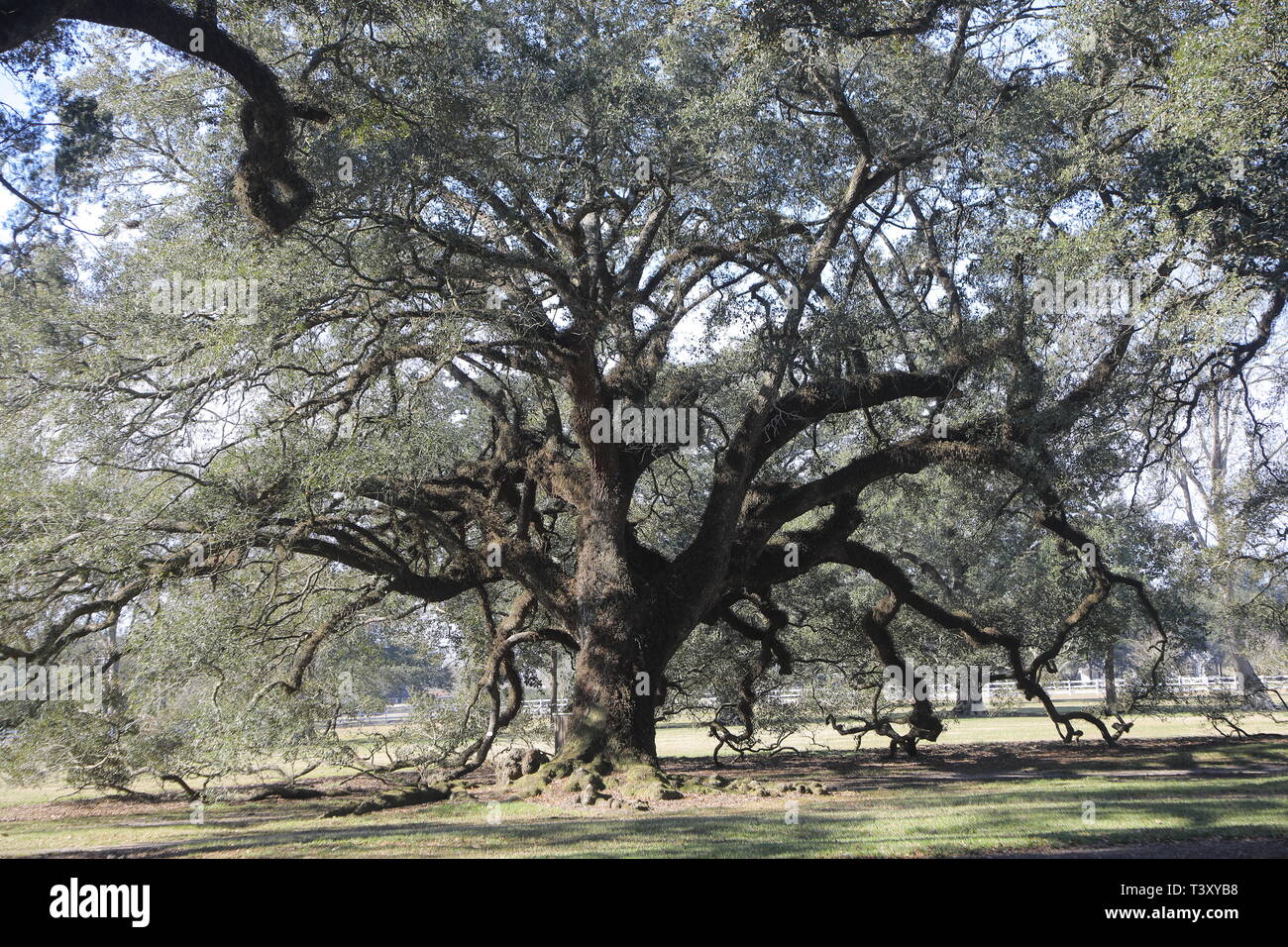 Großer Baum Stockfoto