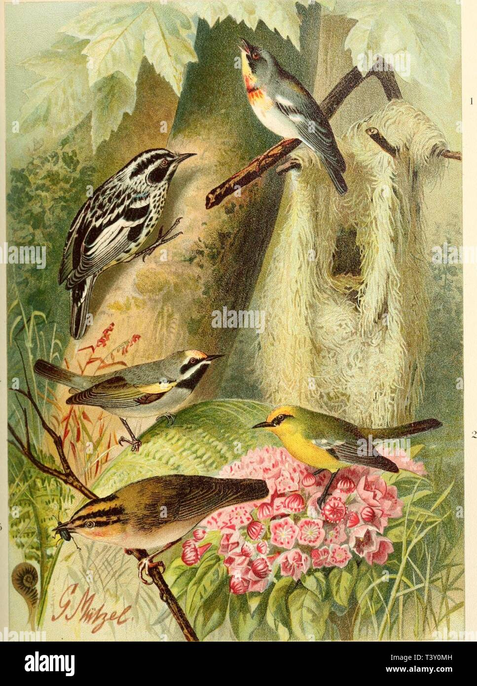 Archiv Bild ab Seite 218 von Die Nord-Amerikanische Vogelwelt (1889). Sterben Nord-Amerikanische Vogelwelt dienordamerikani 10 nehr Jahr: 1889 1. Co.MP.so' l'Hl. l'lS AMKKICA. NA AKV Li: Ich,. MI. TllOPHII - ein PINL". S HiÜQw. 3. . MXIOTILTA SLOWAKEI Vieill. IIKI. MIXTIIOPHILA CHRVSOPTERA RkUv iiiüAiiriiKprs - | -; RMi" () Rr. s Bp M EISENSANGER. BLAUFLÜGELSÄN 6ER. KLETTERSÄNGER. GOLDFLÜGELSÄNGER. WURMSÄN GER. Par'ula V/arbler Blau-Wined Warbier. Schwarze und weiße Warbier. Golden-winged Warbier. Worm-eating Warbler Stockfoto