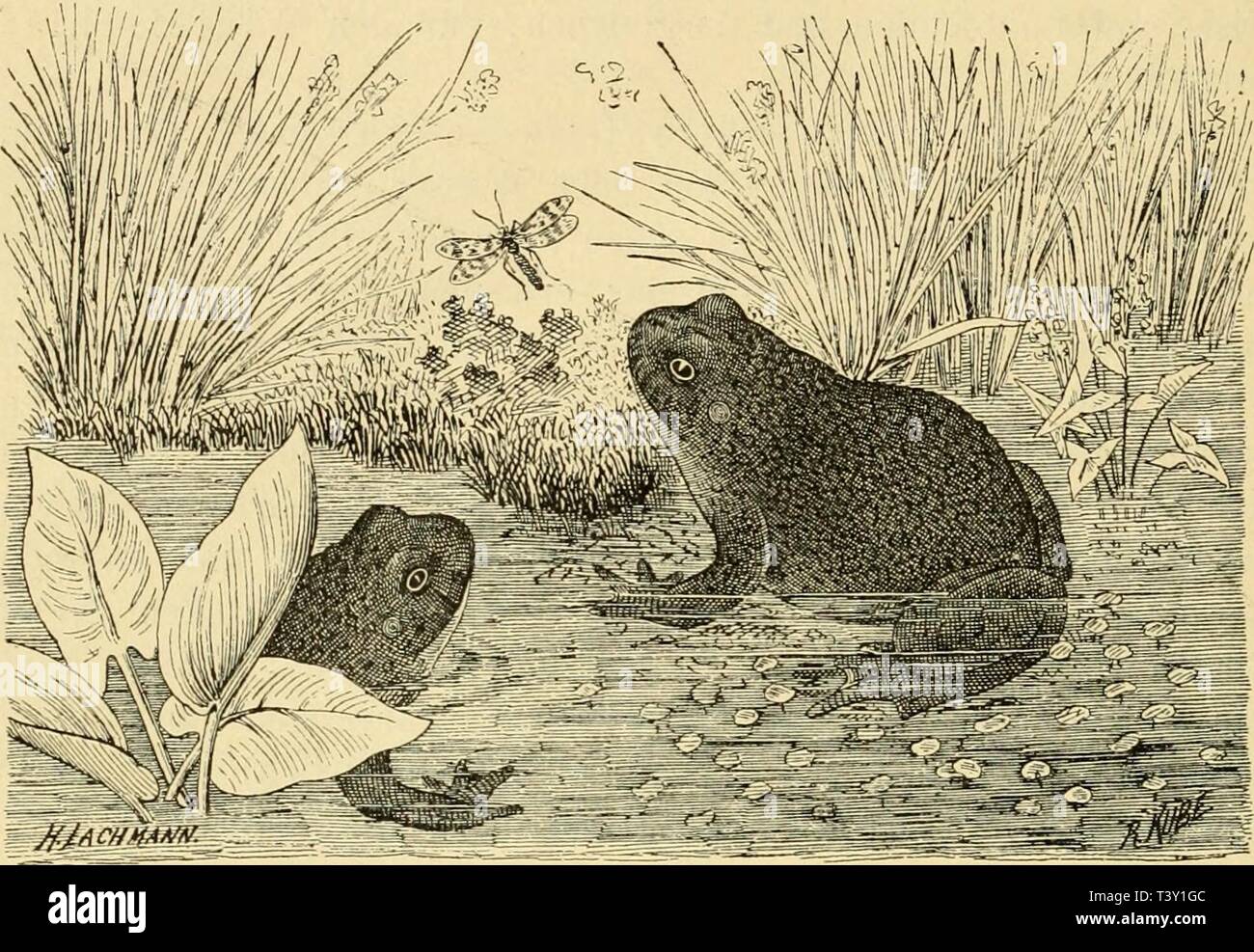 Archiv Bild ab Seite 229 von Reptilien und Amphibien Deutschlands sterben. Die Reptilien und Amphibien Deutschlands in Wort und Bild : eine systematische und biologische Bearbeitung der bisher in Deutschland aufgefundenen Kriechtiere und Lurche diereptilienunda 00 lach Jahr: 189 202 grössere grüne Flecke, welche mitunter sehr hervortreten. Die Grundfarbe der Unterseite ist blauschwarz oder Stahlblau, mit schön orangeroten bis scharlachroten grösseren unregelmässigen Abb. 52. Rotbauchige Unke (Bombinator Igneus, LaurentiJ. Flecken und kleinen weissen Punkten gezeichnet, Spitzen der Finger Sterben Stockfoto