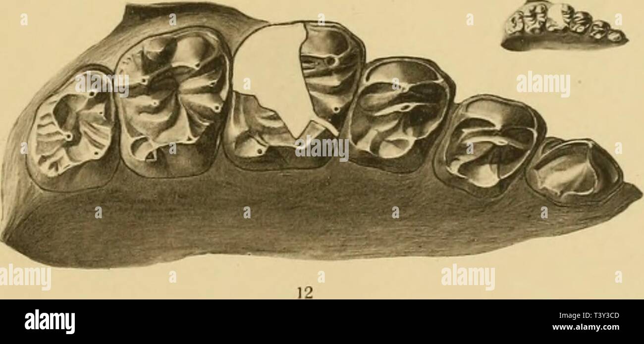 Archiv Bild ab Seite 270 der Säugetiere des schweizerischen Eocaens sterben. Die SÃ¤ugetiere des schweizerischen Eocaens: critischer Katalog der Materialien diesugetierede 72 steh Jahr: 1903' 3 ÃS jy*f&gt; - "mm - j'ifi Stockfoto