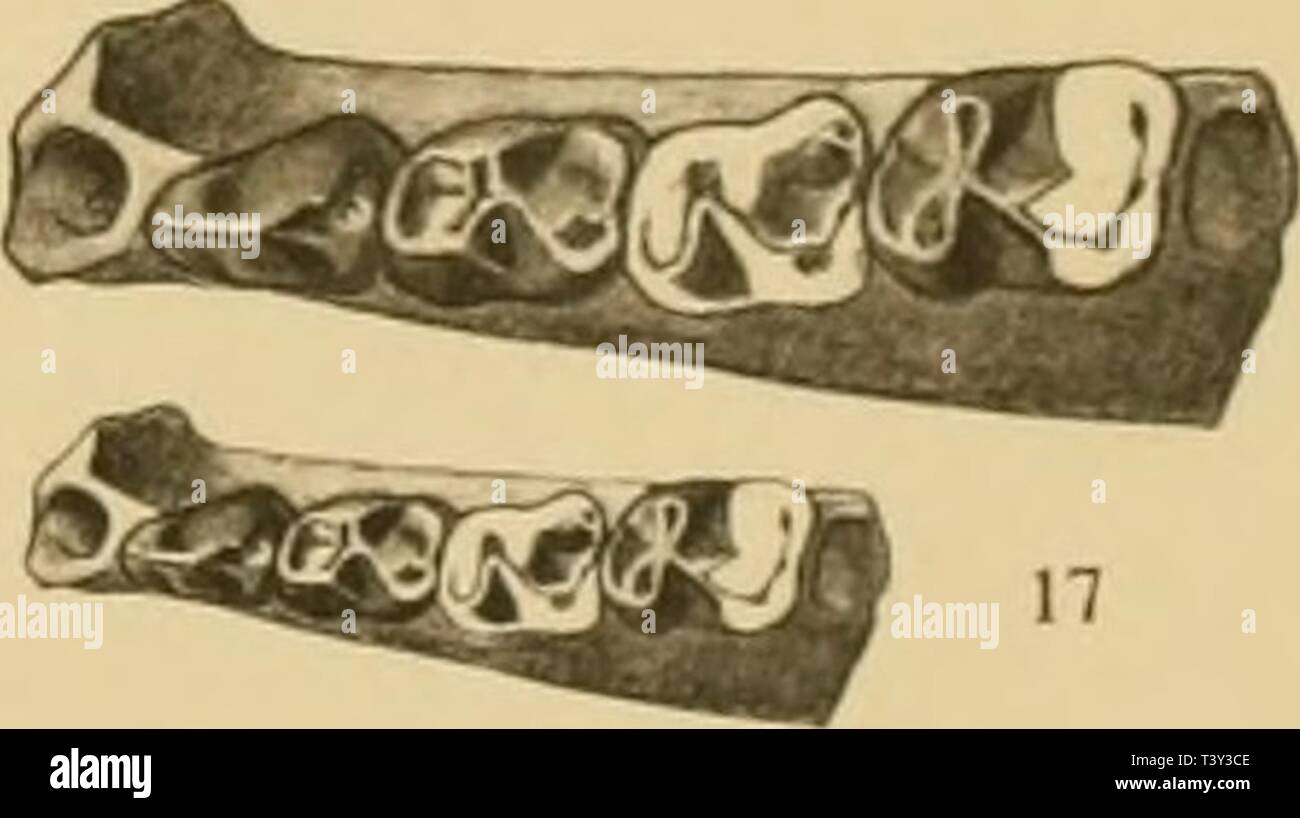 Archiv Bild ab Seite 270 der Säugetiere des schweizerischen Eocaens sterben. Die SÃ¤ugetiere des schweizerischen Eocaens: critischer Katalog der Materialien diesugetierede 72 steh Jahr: 1903 mm - j'Ifi 18 CQVSauft Â" g20 H. G. Stehlin Richt. M. Müller del. A. Ditisheim Repr. Stockfoto