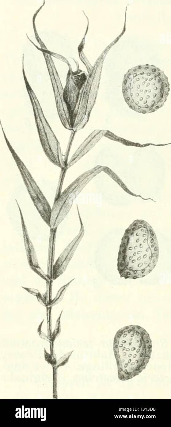 Archiv Bild ab Seite 271 der Sterben Pilze Böhmens (1908). Sterben Pilze Böhmens diepilzebhmens 00 bubuoft Jahr: 1908 34 Jicineves bei Jicm (Baudys)! Dianthus carthusianorum: Podhof und Bohda-Lec bei Miehle, Selc bei Prag (Baudys)! Dianthus Canescens: Eisenstein (Krie-ger)! Bei jehlice Necbanic, Loreta und Robousy bei Jicin (Baudys)! Stellaria holostea: Woparuertal bei Lobositz! Popovice bei Jicin (Baudys). Befallenen Pflanzen zeigen entweder einen normalen Habitus sterben, sterben Sky Sindh ziem-licb Darm entwickelt oder die oberen Inter-iiodien, welche sterben Sky Gürteltaschen, Top ver- kürzt, so dass sich Stockfoto