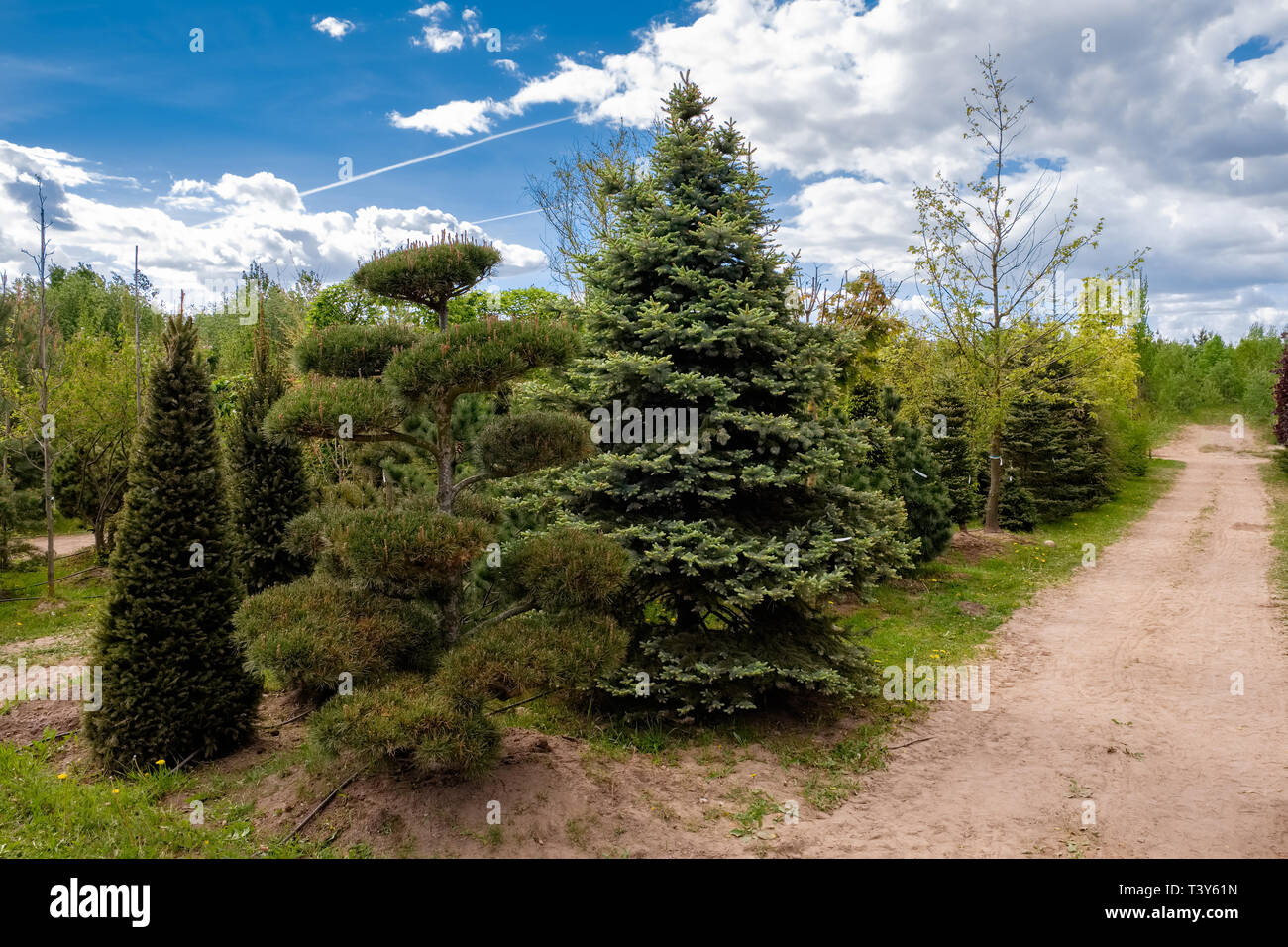 Junge Kiefern und Tannen. Gasse Sämlinge von Bäumen, Sträuchern, Pflanzen in der Gärtnerei. Stockfoto