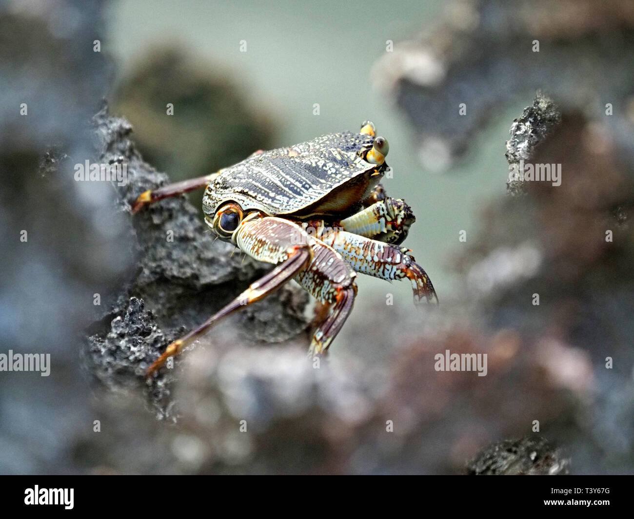 Profil anzeigen von Sally - Licht - Fuß oder gesprenkelt lightfoot crab (Grapsus albolineatus) Versenkung über Coral Felsen bei watamu an der Küste von Kenia, Afrika Stockfoto