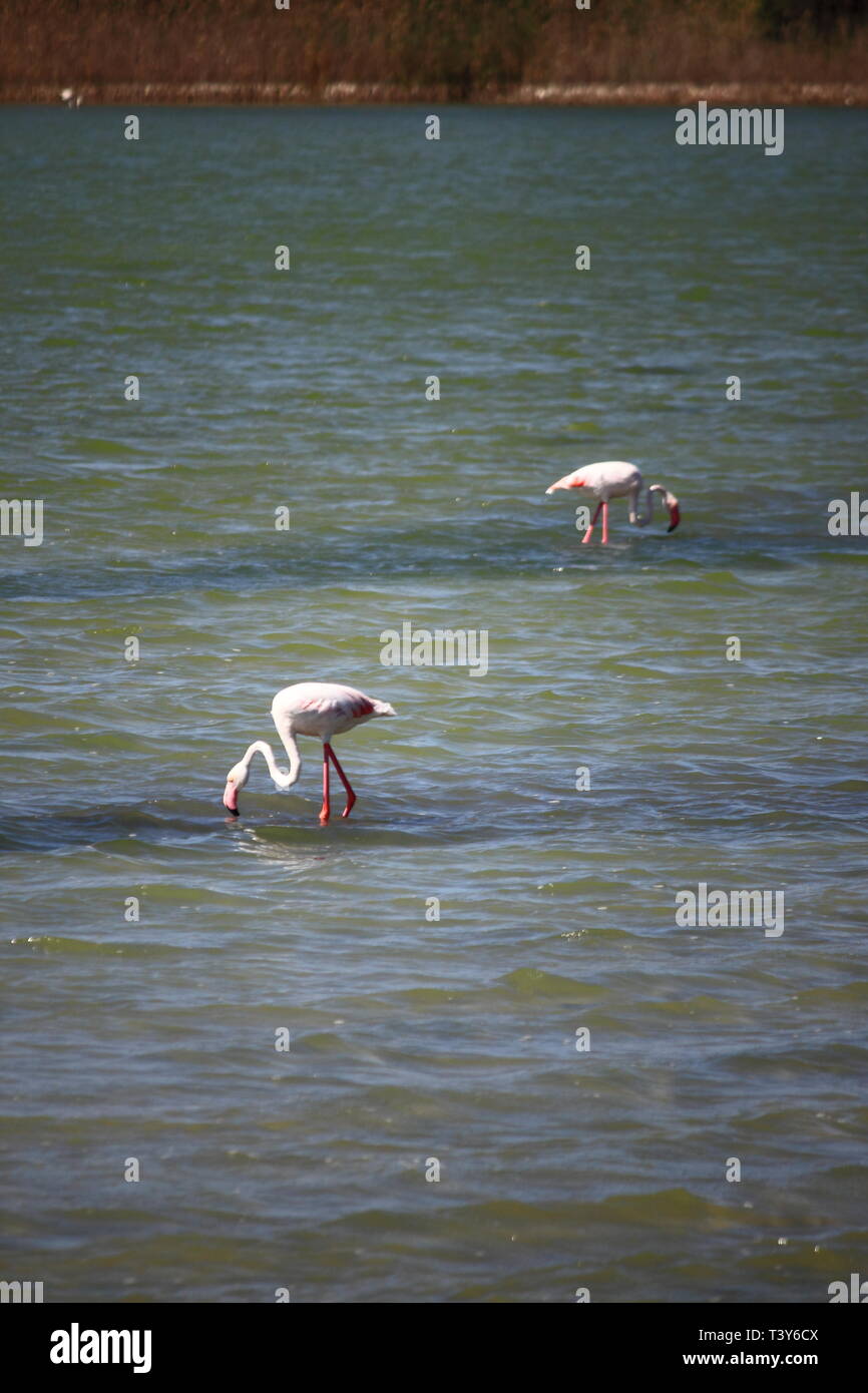 Flamingos in Molentargius Park von Cagliari. Sardinien, Italien Stockfoto