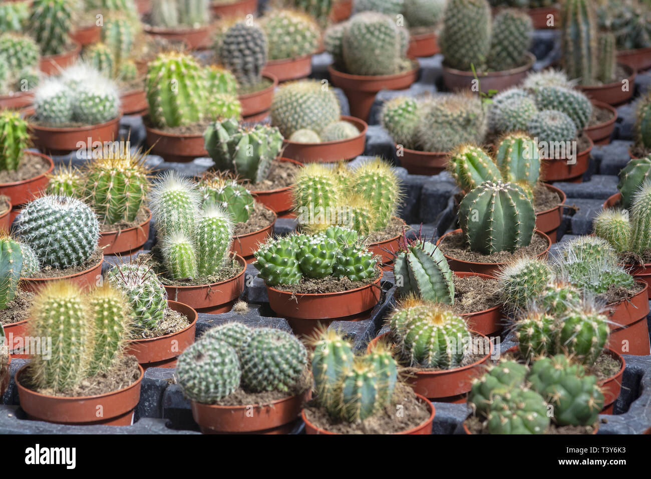 Sukkulenten Kaktus Pflanzen in Töpfen. Spring Garden Serie, Mallorca, Balearen, Spanien. Stockfoto
