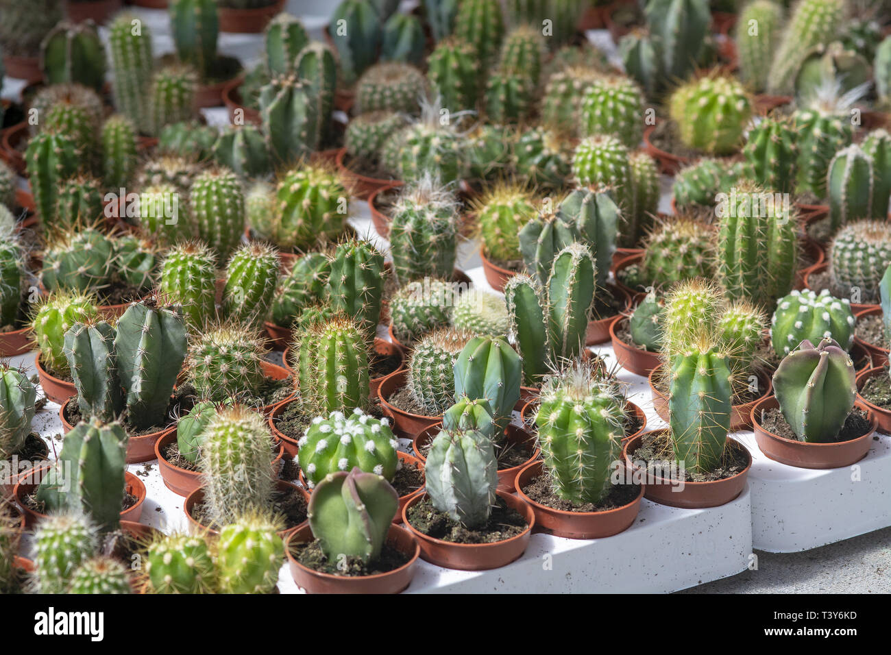 Sukkulenten Kaktus Pflanzen in Töpfen. Spring Garden Serie, Mallorca, Balearen, Spanien. Stockfoto