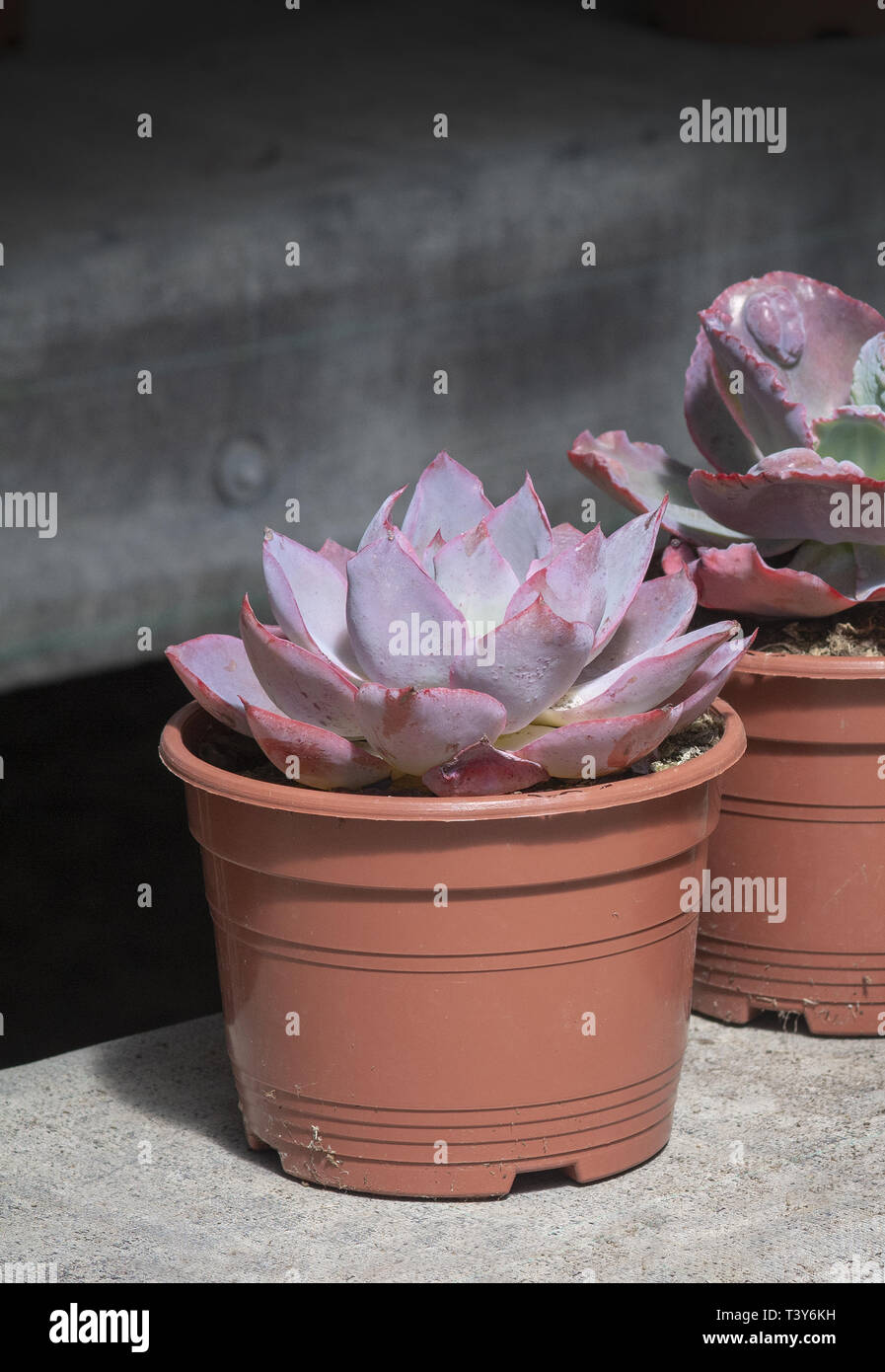 Saftige lila Kaktus Pflanzen in Tpfen gegen grauen Hintergrund. Spring  Garden Serie, Mallorca, Balearen, Spanien Stockfotografie - Alamy