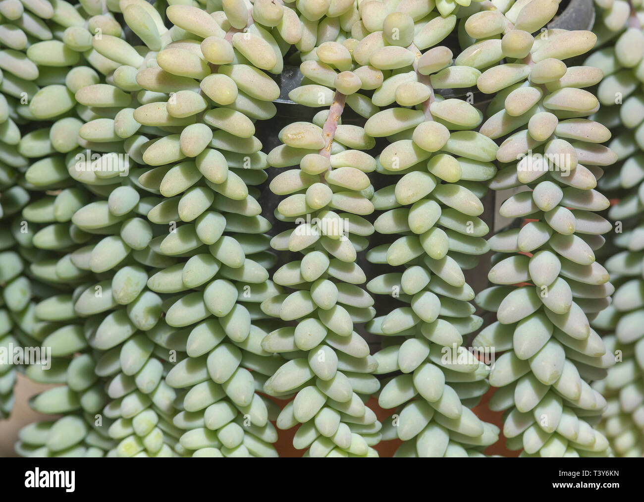 Sukkulenten Kaktus Pflanze, Sedum burrito, Vollbild Hintergrund Textur. Spring Garden Serie, Mallorca, Balearen, Spanien. Stockfoto