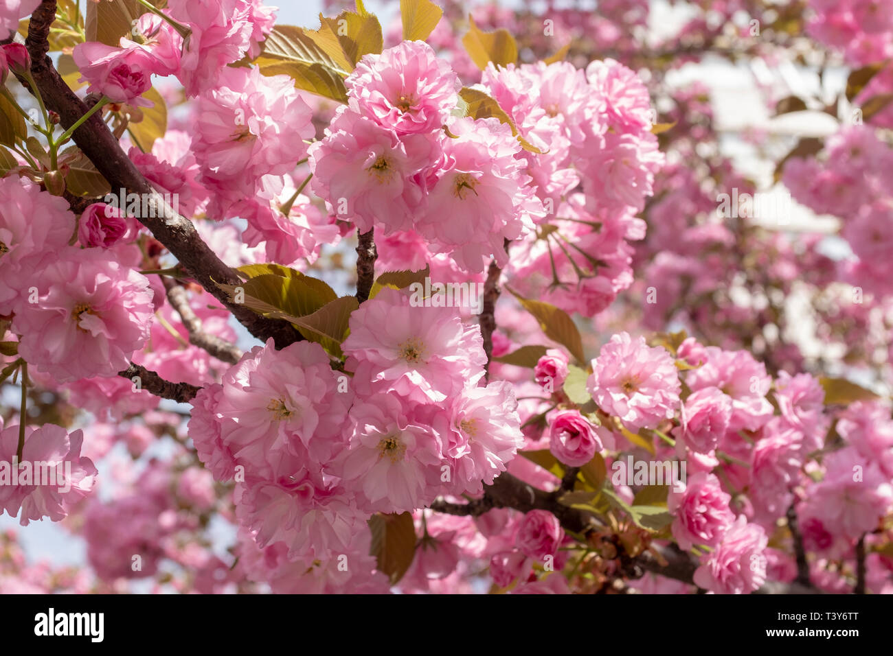 Kwanzan Kirschbaum in voller Blüte, Dupont Circle, Washington, DC. Stockfoto