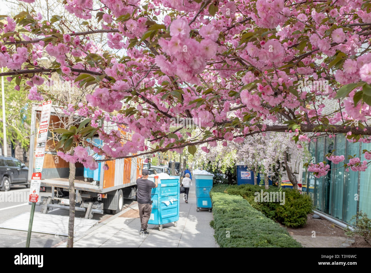 Unter dem Frühling Blüten einer blühenden Kwanzan Kirschbaum, große Fächer von luandry sind vom Dupont Circle Hotel genommen. Stockfoto