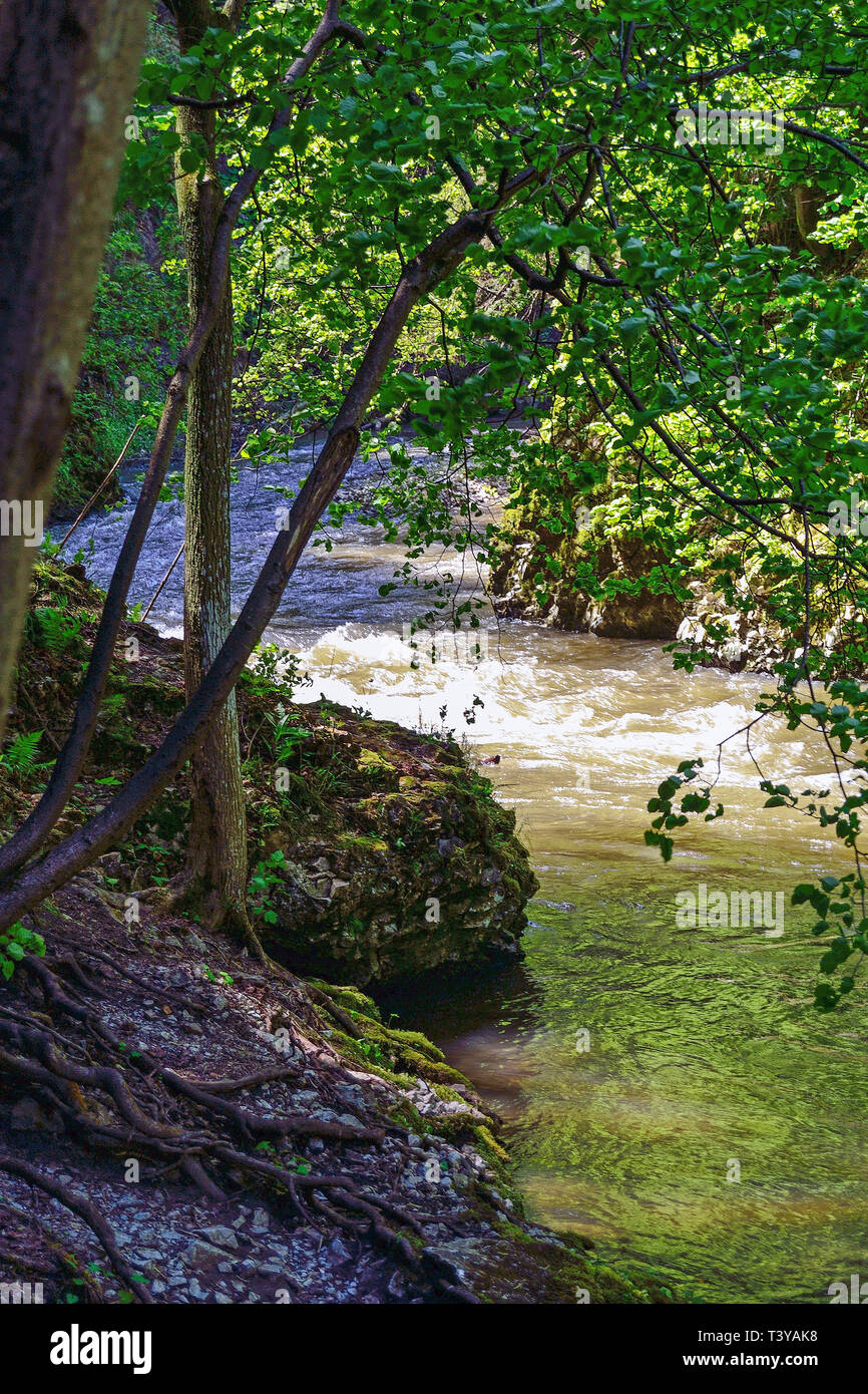 Mountain Creek in der Slowakei Stockfoto