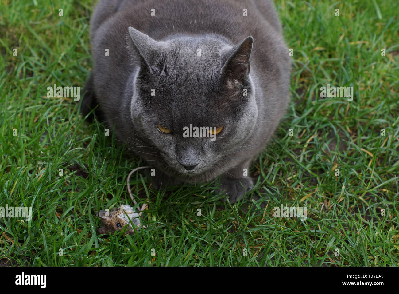 Inlandische Graue Kurze Haare Katze Mit Einem Frisch Gefangenen