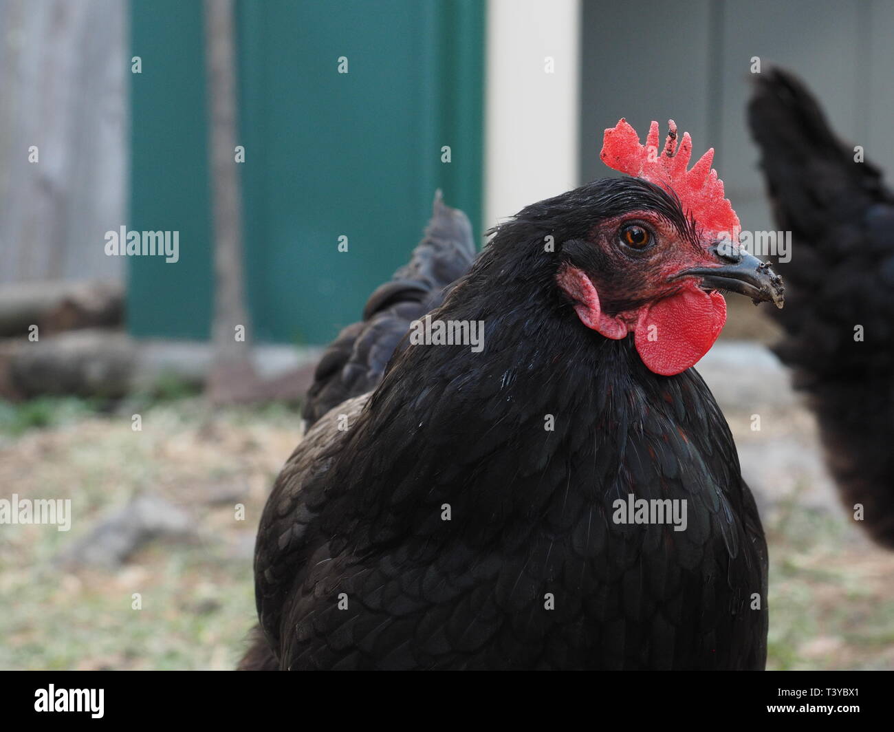 Schwarze Hennen. Schwarz Legehennen in Freilandhaltung Hof. Stockfoto