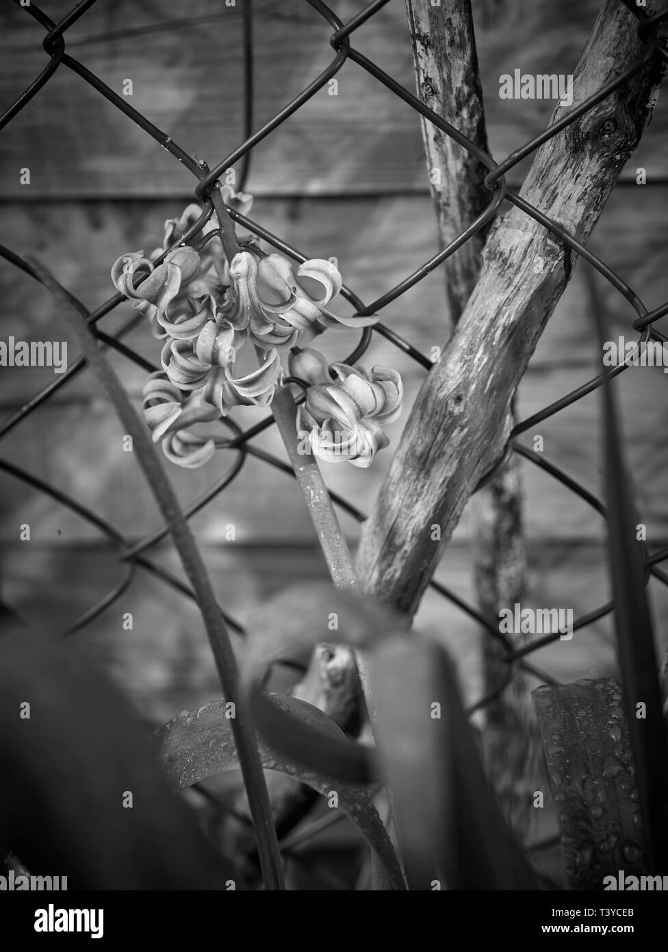 Monochromes Naturporträt aus Hyazinthblüten gegen Drahtfechten Stockfoto