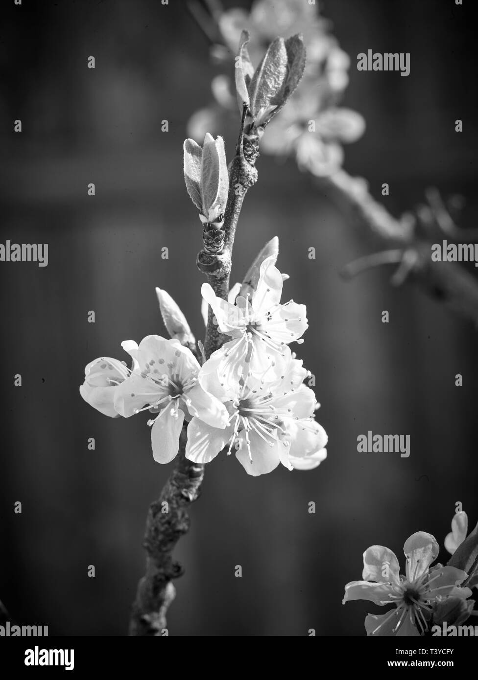 Weiße Frühlingsblüte auf Gartenobstbaum Natur-Nahaufnahme-Porträt Stockfoto