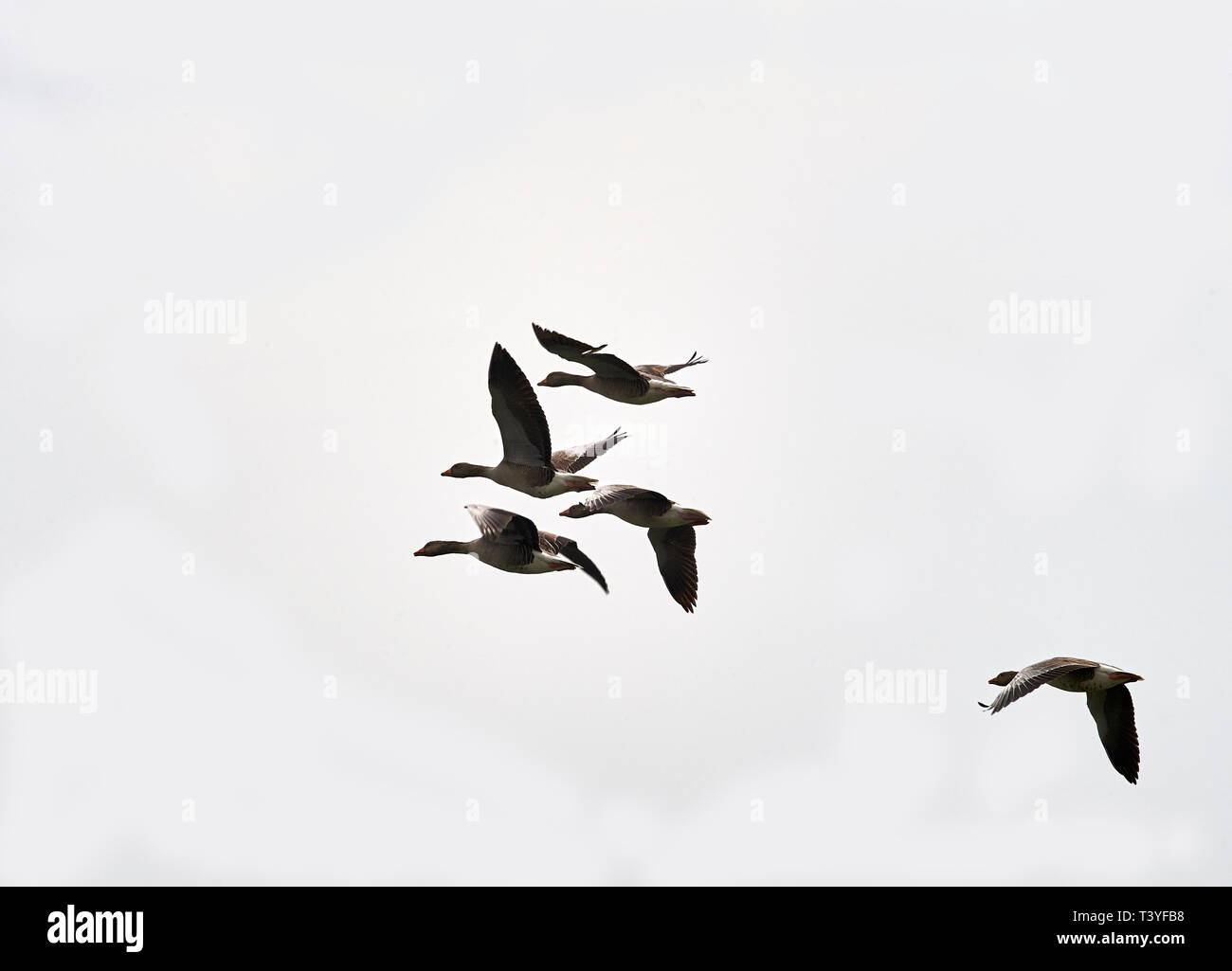 Kanadagänse (Branta canadensis) im Flug Stockfoto