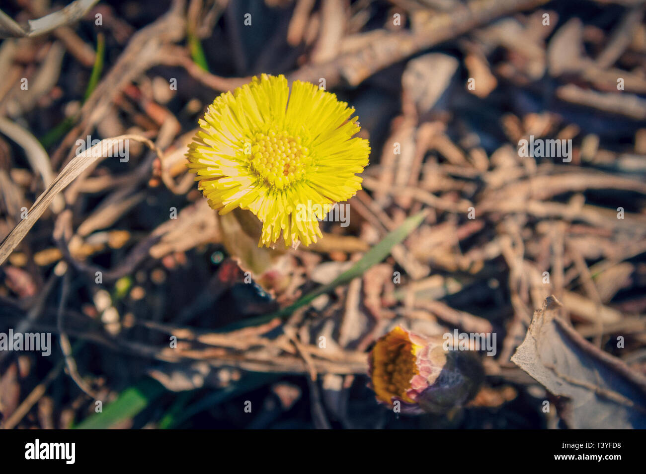 Gelb spring flower Tussilago farfara auf einem verschwommenen Hintergrund. Stockfoto