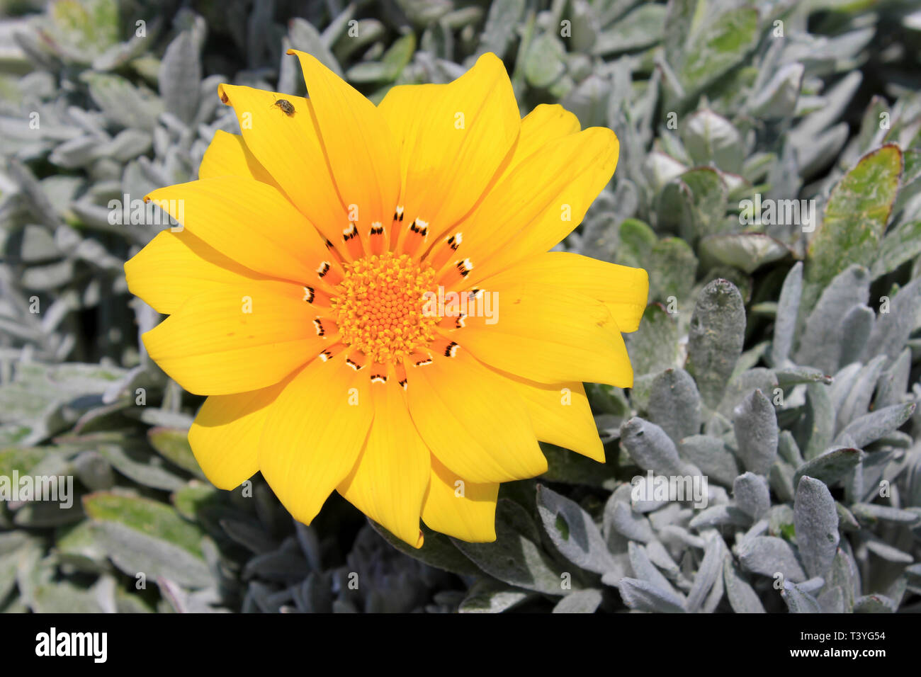 Schatz Blume Gazania rigens wächst an der Küste von Mallorca Stockfoto