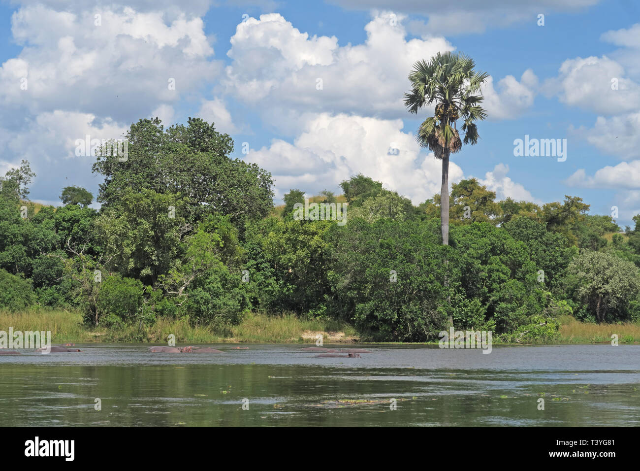 Wolken über bewaldete Flußufer Murchison Falls Nationalpark, Uganda November Stockfoto