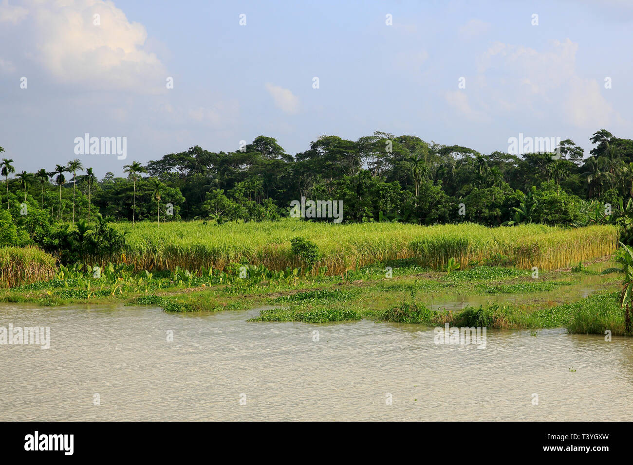 Zuckerrohr Feld an Najirpur in Pirojpur. Bangladesch. Stockfoto