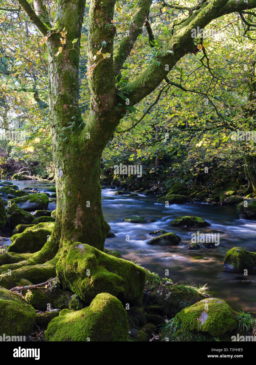 England, Cumbria, Lake District National Park. Die Great Langdale Beck läuft durch die Wälder nr Chapel Stile auf der Cumbria way. Stockfoto