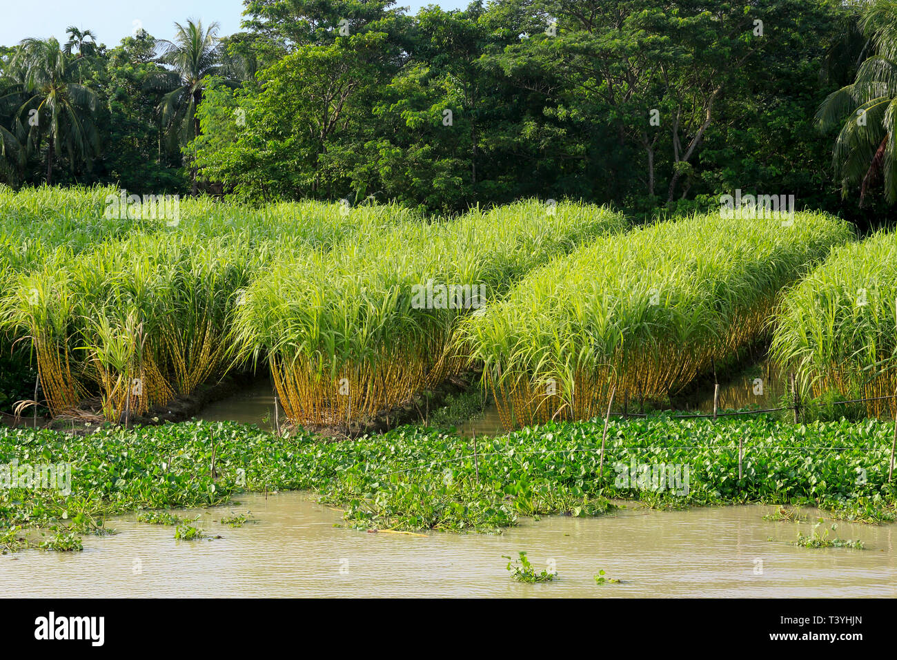 Zuckerrohr Feld an Najirpur in Pirojpur. Bangladesch. Stockfoto