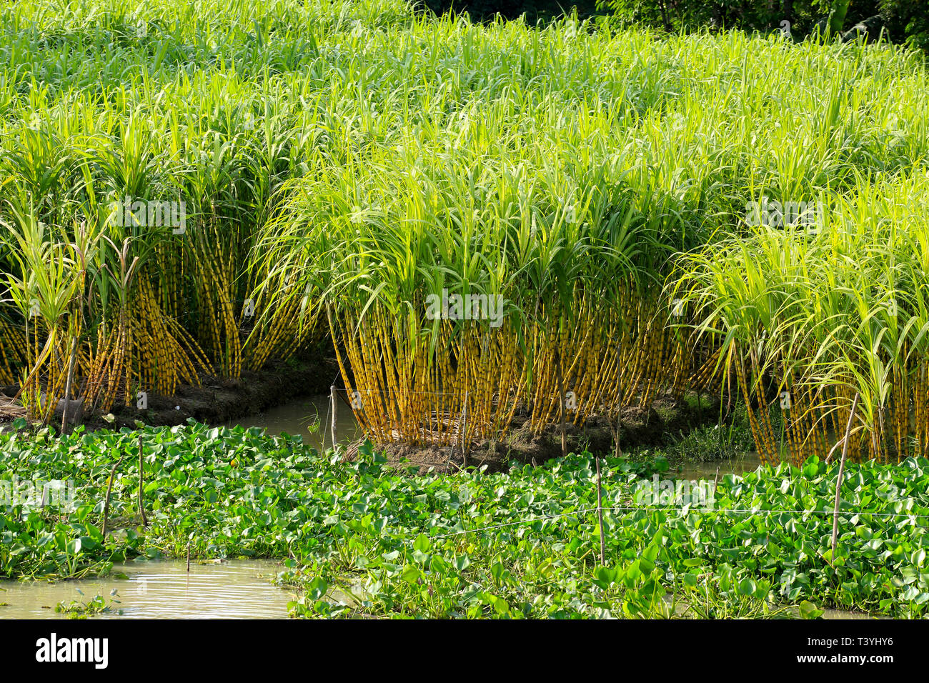 Zuckerrohr Feld an Najirpur in Pirojpur. Bangladesch. Stockfoto