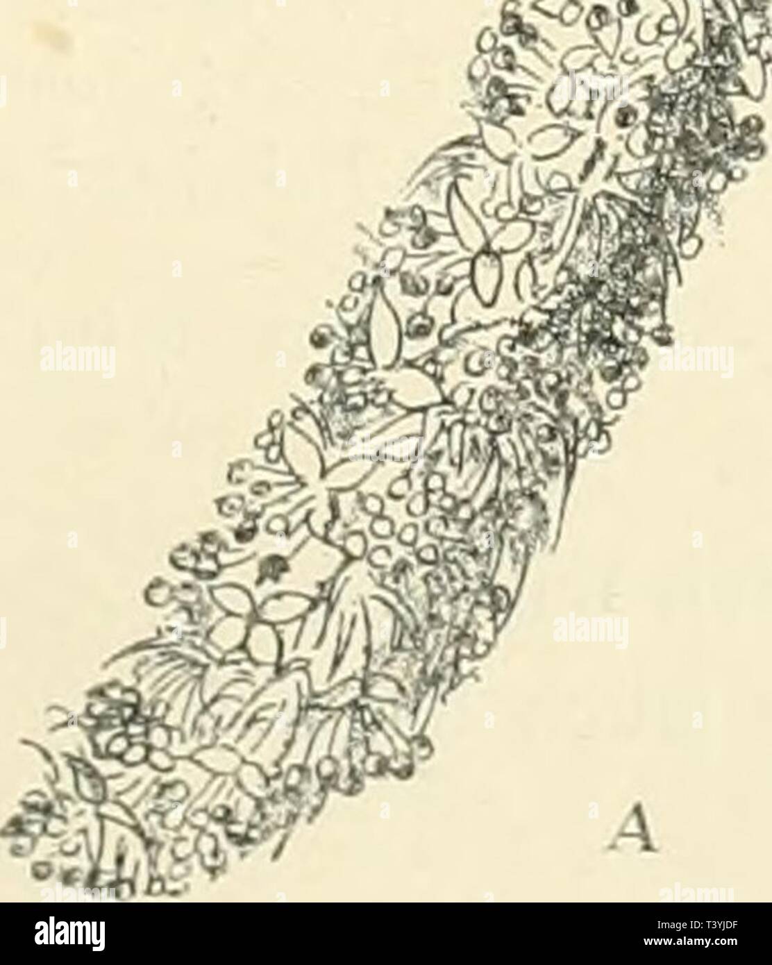 Archiv Bild ab Seite 334 der Pflanzenwelt der peruanischen Anden sterben. Pflanzenwelt der peruanischen Anden in Grundzügen dargestellt, Stand diepflanzenweltd 00 webe sterben jedes Jahr: 1911 Abgrenzung von Vegetationsregionen Neu: Dazu kommt, dass die Größe der meisten Holzgewächse den floristischen Überblick in hohem Grade beeinträchtigt. Immerhin lassen sich zwei Stufen erkennen, eine obere oder Tempe- rierte und eine untere oder subtropische. Sie berühren sich bei 2600 m, einer Höhen-Linie, welche annähernd Sterben untere Ver-breitungsgrenze der Gattungen Polylepis und Gunnera und die obere d Stockfoto