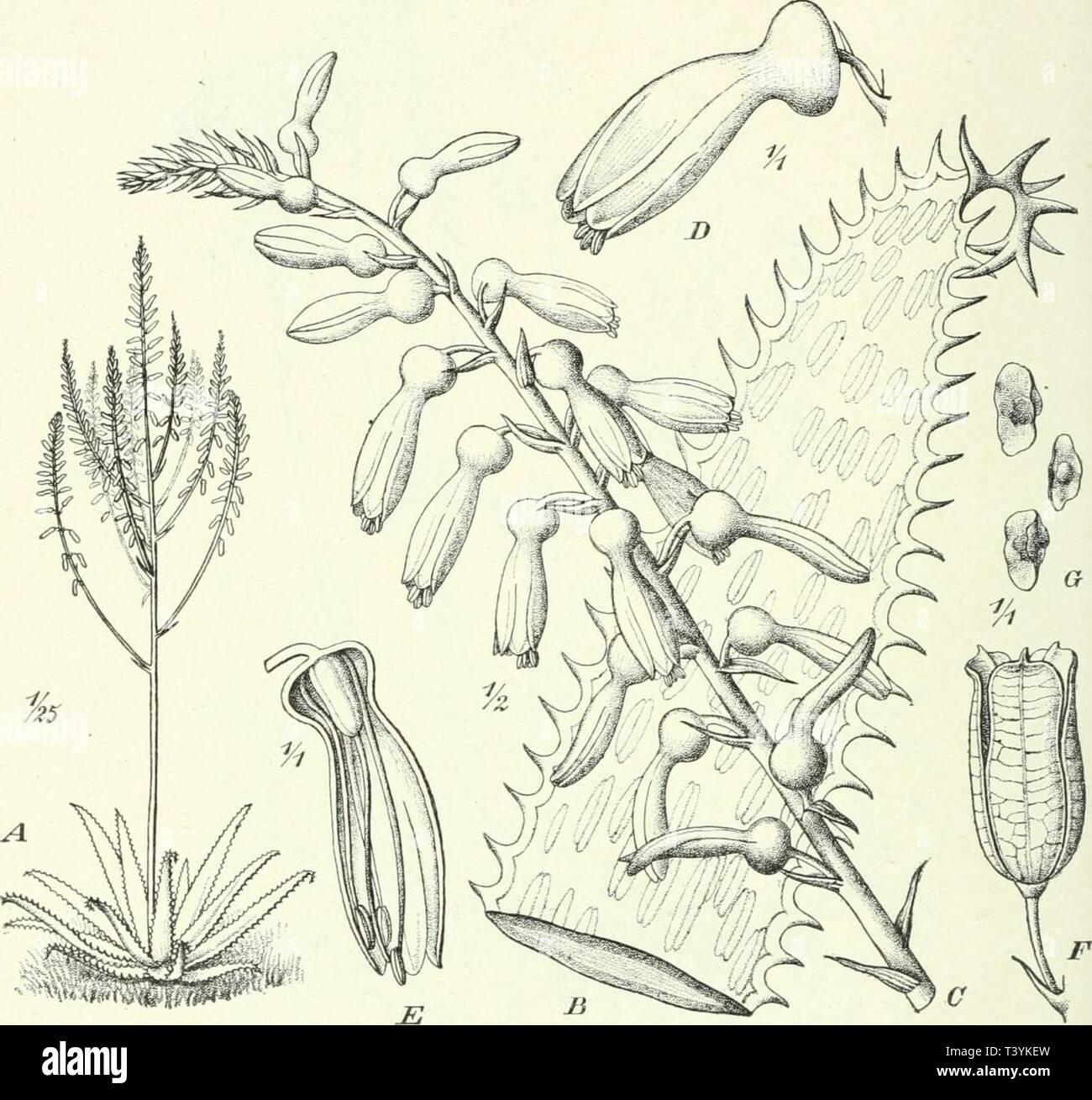 Archiv Bild ab Seite 371 der Pflanzenwelt Afrikas, insbesondere Thunfischwadenfänger sterben. Die Pflanzenwelt Afrikas, insbesondere Thunfischwadenfänger tropischen Gebiete: Grundzge der Pflanzenverbreitung im Afrika und die charakterpflanzen Afrikas diepflanzenwelta 02 engluoft Jahr: 1910 324 Liliiflorae. - Liliaceae. in der Erythrea in Spalten und Rissen steiler Gehänge von igoo - 2600 m ist, häufig aber auch in Tigre vorkommt. - Artenreicher sind mehrere Gruppen, bei denen das perigon am Grunde zusammengezogen ist. Mehrere Arten sterben bemerkens-werte bilden Gruppe der Verae deren lange Blütentrauben breite, zuletzt zur Stockfoto