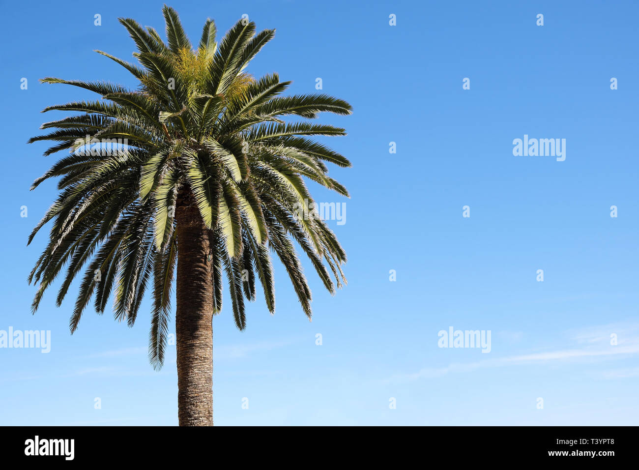 Eine Palme vor blauem Himmel isoliert Stockfoto