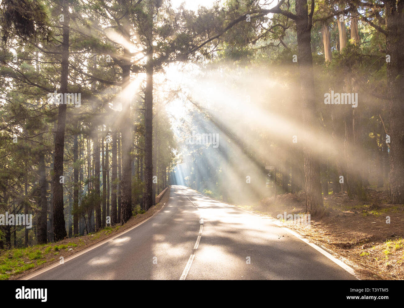 Fantastische Landschaft mit Sonnenstrahlen auf der Straße im Wald Stockfoto