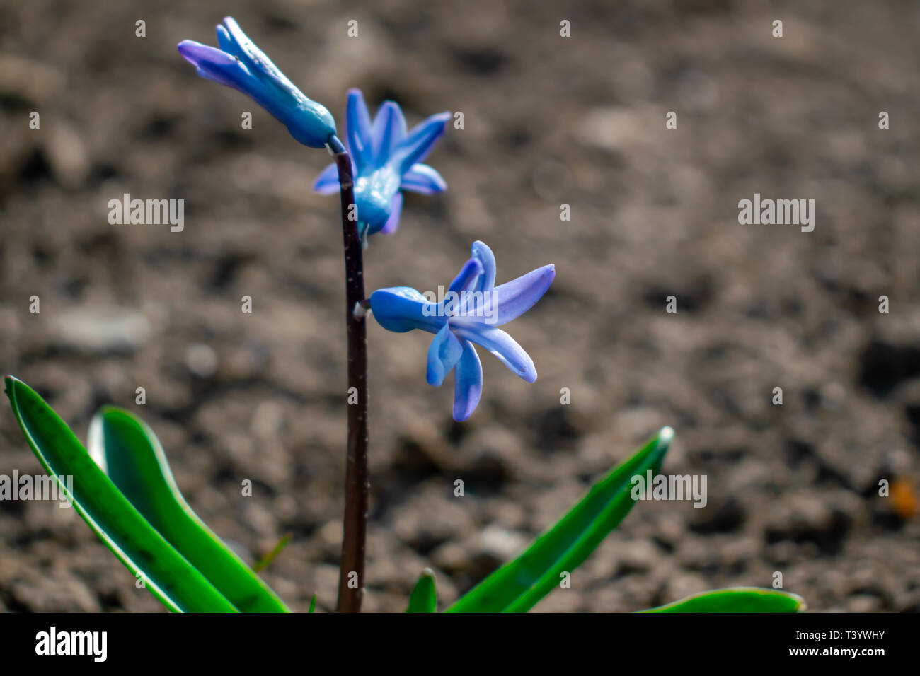 Blaue Scilla siberica oder scilla siberica an einem sonnigen Tag Stockfoto