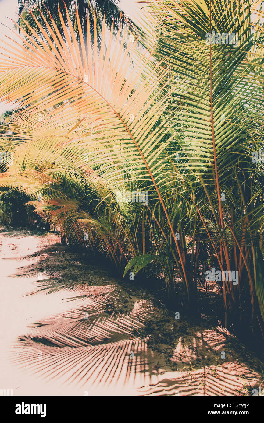 Natürlichen Hintergrund von Palm Tree pattren Stockfoto