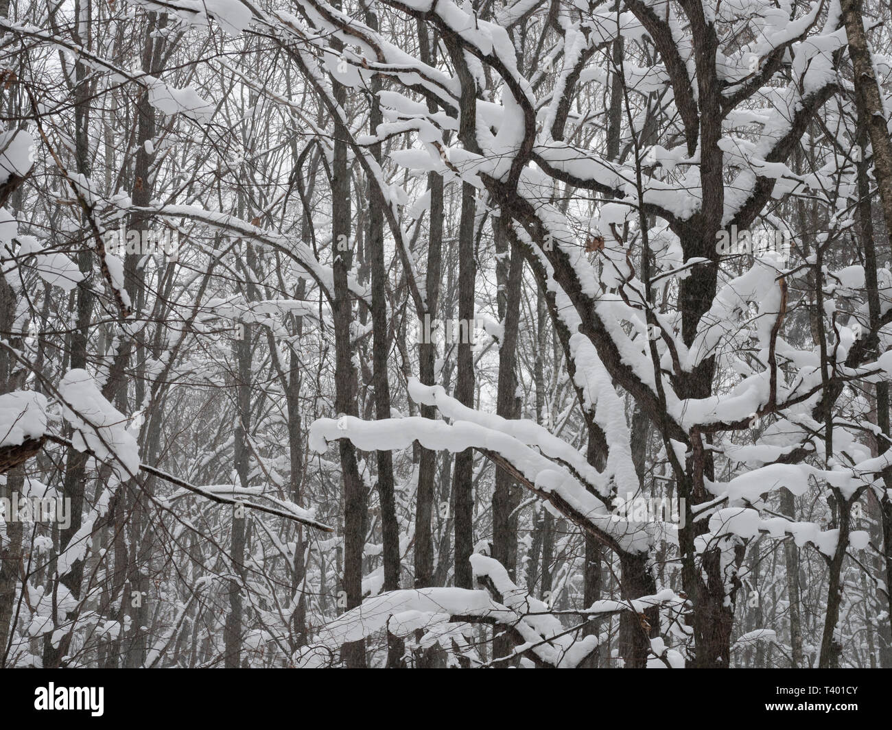 Winter Wald, Bäume mit frischem Schnee bedeckt nach Schnee fallen. Ruhige Szene. Stockfoto