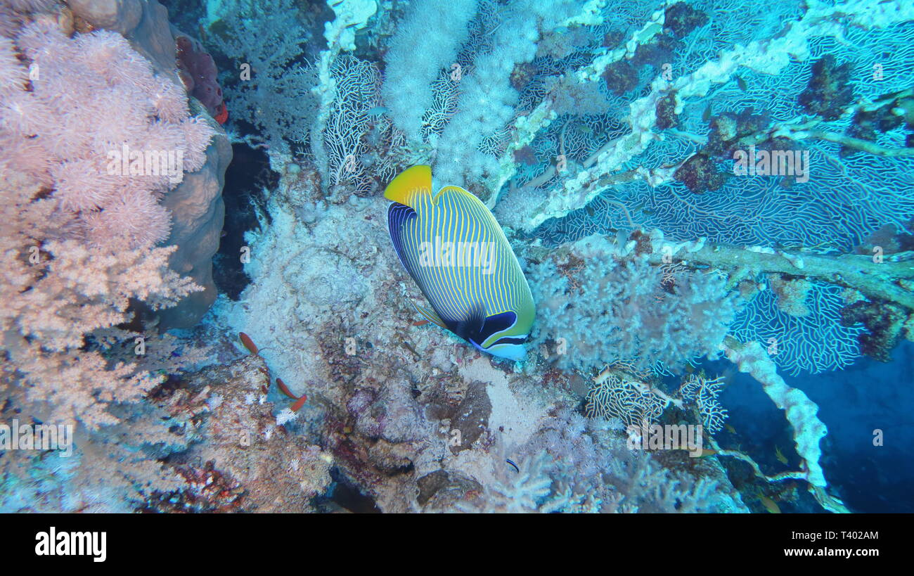 Eine schöne Imperator Kaiserfisch (Pomacanthus imperator) Schwimmen vor der schönen Steinkorallen im Panorama Riff im Roten Meer in Ägypten Stockfoto