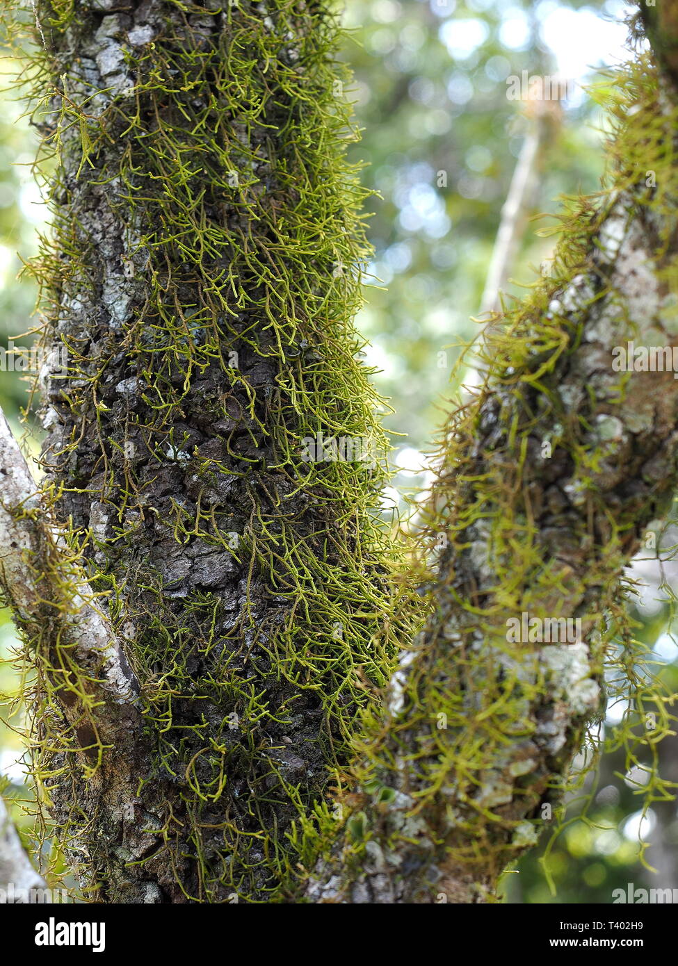 Flechten. Flechten wachsen in die Wilde, natürliche Umwelt. Stockfoto