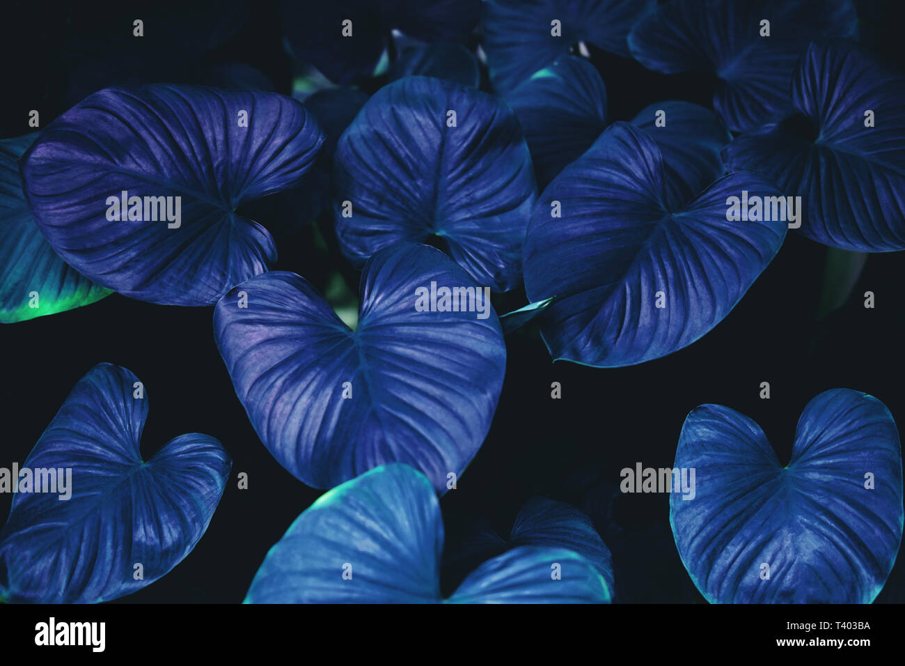 Blätter, die im tropischen Regenwald Dschungel, bunten Neon farbigen Stockfoto