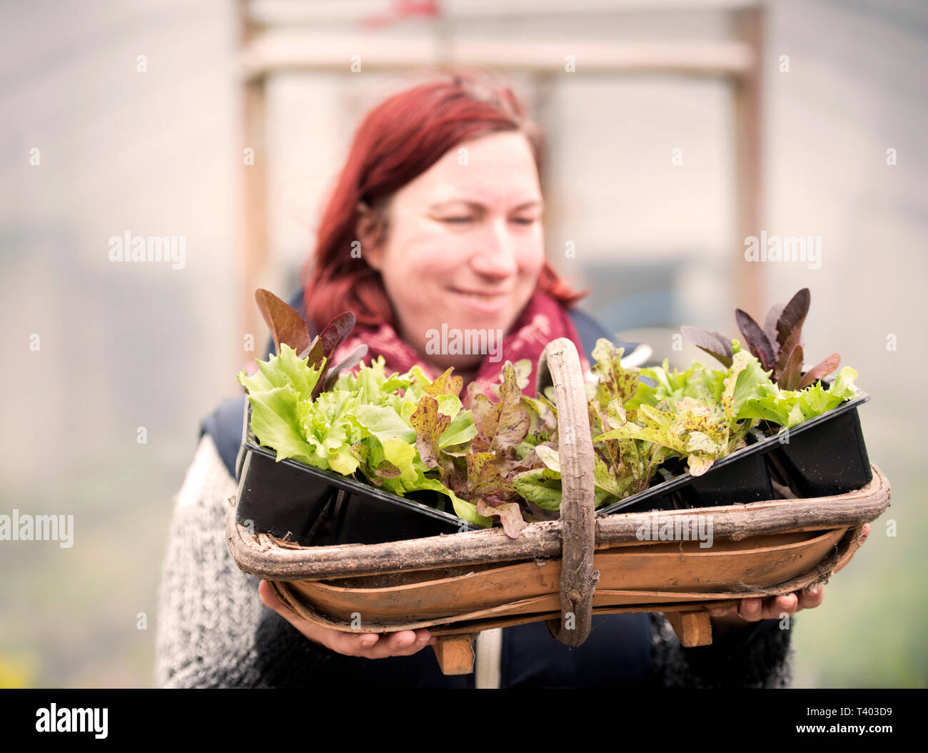 Ein Gärtner in einem Poly tunnel im Golden Hill Community Garden in Bristol UK Stockfoto