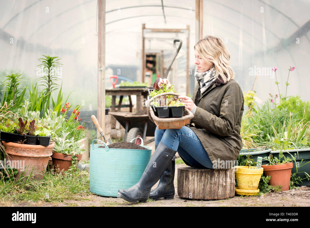 Ein Gärtner in einem Poly tunnel im Golden Hill Community Garden in Bristol UK Stockfoto