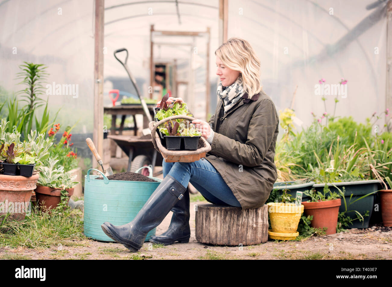 Ein Gärtner in einem Poly tunnel im Golden Hill Community Garden in Bristol UK Stockfoto