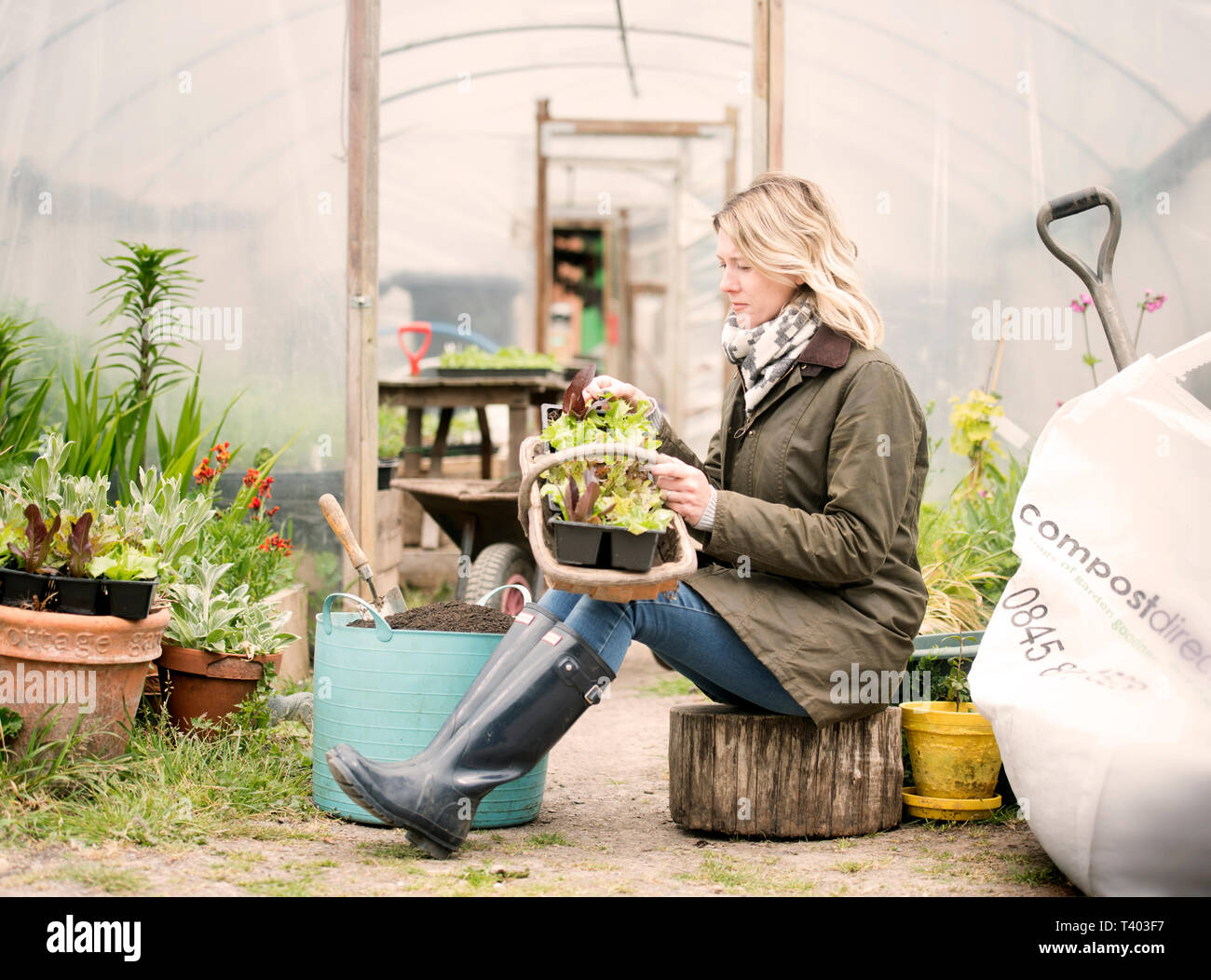 Ein Gärtner in einem Poly tunnel im Golden Hill Community Garden in Bristol UK Stockfoto